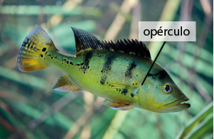 Fotografia de um peixe com corpo arredondado, coloração amarelada com listras e manchas escuras, nadadeira dorsal com espinhos e coloração escura, com destaque para a abertura lateral na cabeça, posterior aos olhos, denominada opérculo.