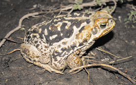 Fotografia de um sapo em uma superfície de terra, animal com corpo robusto e arredondado, cabeça pequena e com formato triangular, possui pele amarronzada e manchas escuras.