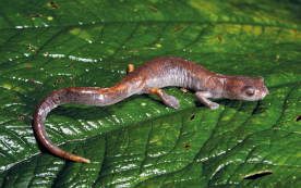 Fotografia de uma salamandra sobre uma folha, animal com corpo comprido e fino, cauda longa, patas curtas, pele lisa com aspecto úmido, coloração em tons de marrom com manchas laranjas.