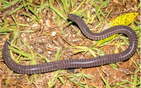 Fotografia de uma cecília sobre um gramado. É um animal com corpo cilíndrico e alongado, segmentado, com coloração escura, semelhante a uma cobra.