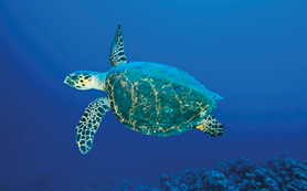 Fotografia de uma tartaruga-de-pente nadando no fundo do mar. Animal com carapaça arredondada, os membros em formato de nadadeiras e cabeça pequena, tem coloração em tons de marrom com amarelo.
