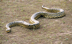 Fotografia de uma sucuri-verde, animal com corpo cilíndrico e extremidade posterior afilada, cabeça pequena, coloração amarelada com manchas escuras.
