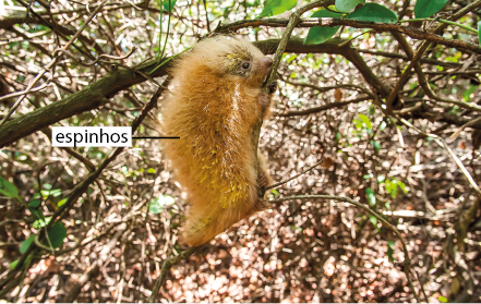 Fotografia de um ouriço-amarelo pendurado em um galho de árvore, animal quadrúpede, com focinho curto, com destaque para os espinhos de coloração amarelada que recobrem corpo.