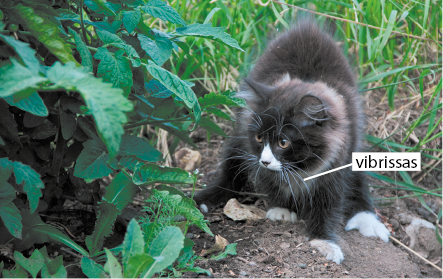 Fotografia de um gato em meio a vegetação, com destaque para as vibrissas, que são os pelos longos ao redor da boca, conhecidos como bigode.