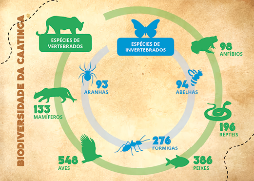 Cartaz. À esquerda está escrito biodiversidade da caatinga. No centro há um círculo maior verde com uma pequena abertura, e dentro dele há um círculo azul. Ao longo dos círculos há ilustrações de silhueta de animais e números. No círculo verde, em sentido anti-horário, há um felino, e escrito espécies de vertebrados, um felino menor e escrito 133 mamíferos, em seguida há uma ave e escrito 548 aves, há um peixe e escrito 386 peixes, depois uma cobra e escrito 196 répteis e por último, um sapo e escrito 98 anfíbios. No círculo azul, em sentido horário, há uma borboleta e escrito espécies de invertebrados, após, uma abelha e escrito 94 abelhas, em seguida uma formiga e escrito 276 formigas e por último uma aranha e escrito 93 aranhas.