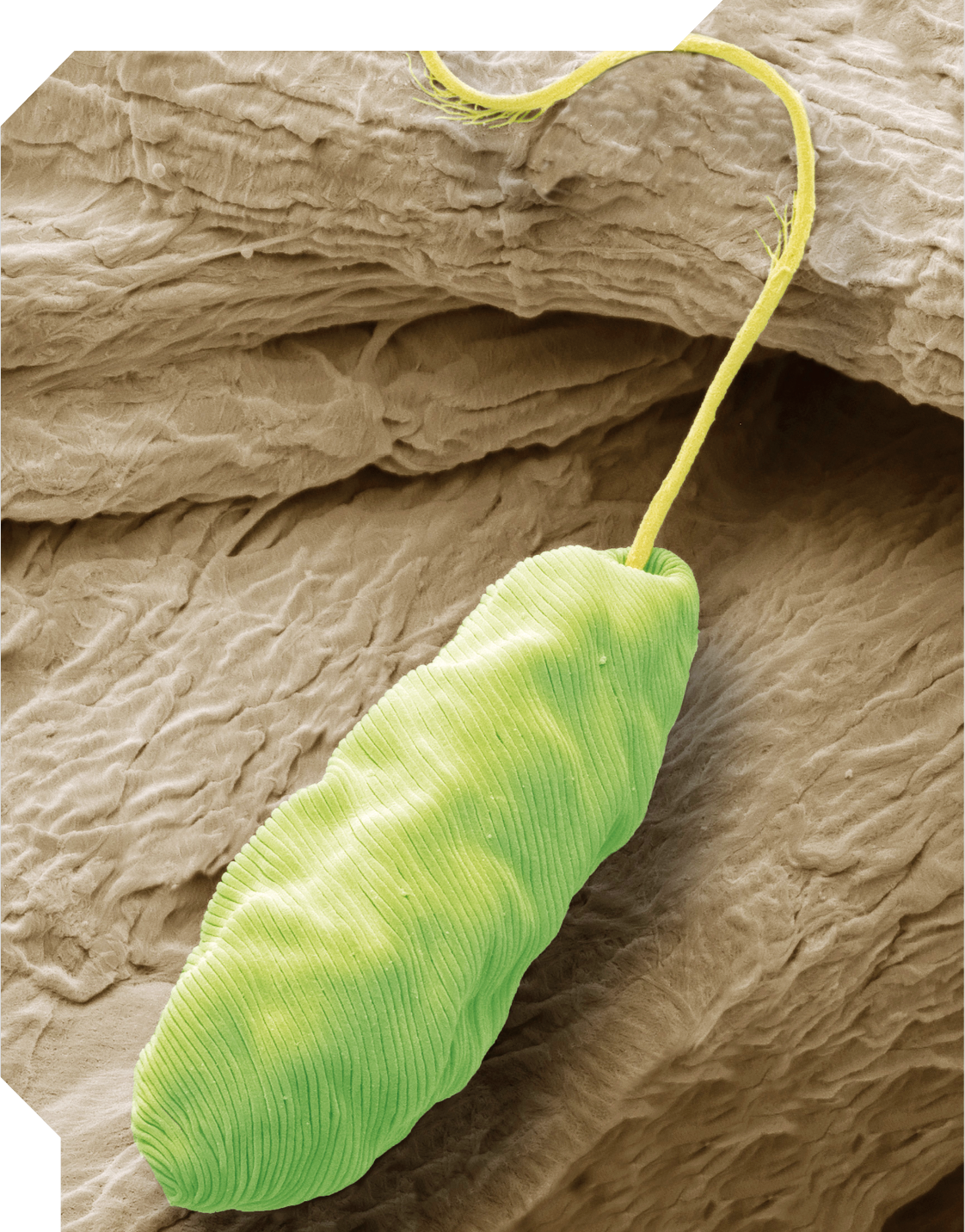 Fotografia do zoom microscópico de uma estrutura cilíndrica verde com as extremidades arredondadas. Em umas das extremidades há um flagelo. A superfície da estrutura apresenta linhas horizontais, e está sobre uma superfície irregular.