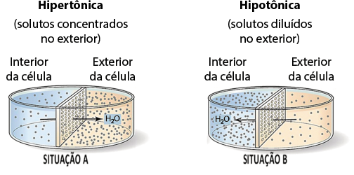Ilustração representando duas situações. A situação A: identificada como hipertônica (solutos concentrados no exterior), é composta por um recipiente redondo com uma solução dentro, dividido ao meio por uma estrutura com furos. O lado esquerdo representa o interior da célula e apresenta líquido claro com alguns pontinhos. Há uma seta apontando para direita, dividindo a estrutura e indicando: H 2 O, e no lado direito, nomeado exterior da célula, há líquido com coloração mais escura com muitos pontinhos. A situação B é identificada como hipotônica (solutos diluídos no exterior), composta por um recipiente redondo com uma solução dentro, dividido ao meio por uma estrutura com furos. O lado esquerdo representa o interior da célula e apresenta líquido claro com muitos pontinhos. Há uma seta apontando para esquerda, dividindo a estrutura e indicando H 2 O, e no lado direito, nomeado exterior da célula, há líquido com coloração mais escura com alguns pontinhos.