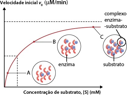 Gráfico em linha. No eixo vertical está a velocidade inicial v zero em micrômetro por minuto, e no eixo horizontal está a concentração de substrato S, em milimol. Há uma curva ascendente iniciando na intersecção dos dois eixos. Ela segue crescente e logo no início há uma indicação do ponto A, com um círculo com estruturas em formato da letra C, e duas destas estruturas com uma esfera ao centro. Em seguida a curva passa por um ponto B, com um círculo com estruturas em formato da letra C, denominada enzima, e, quatro destas estruturas têm uma esfera ao centro. Próximo ao fim da curva há um ponto C, com um círculo com estruturas em formato da letra C e, todas as estruturas com uma esfera ao centro, denominadas substrato, a união da estrutura em formato em C mais a esfera formam o complexo enzima-substrato.