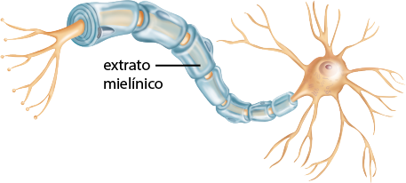 Ilustração de um neurônio, uma estrutura principal com formato curvo e alongado. Na extremidade à esquerda há filamentos que bifurcam e ramificam. Em seguida a estrutura principal, é envolta por estruturas cilíndricas e espessas, o estrato mielínico. Na extremidade à direita, a estrutura principal apresenta formato arredondado de onde partem ramificações que bifurcam.