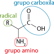 Estrutura química formada por símbolos de elementos químicos e linhas. Da esquerda para direita: há um elemento R indicado por radical ligado ao grupo amino, N H índice 2 por duas linhas que formam um vértice, da qual está ligado a um elemento C por uma linha simples. Esse elemento C está ligado a um elemento O acima, por uma linha dupla, e está ligado a um grupo O H por uma linha simples. As ligações envolvendo o grupo O H e os elementos O e C está circulada e está indicado grupo carboxila