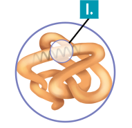 Ilustração de estruturas cilíndricas alongadas e emaranhadas. Dentro de uma porção desta estrutura, há outra estrutura em formato de onda com indicação do número romano 1.