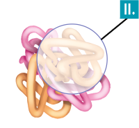 Ilustração de estruturas cilíndricas alongadas e emaranhadas, com duas cores diferentes. Uma porção da estrutura, na parte superior direita, está com a indicação do número romano 2.