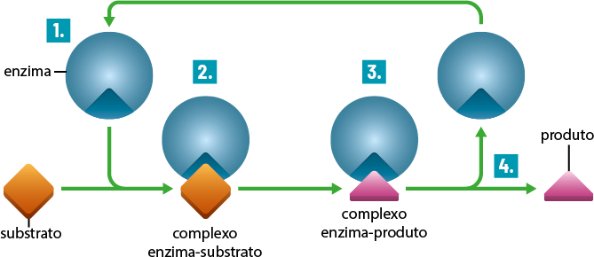 Esquema ilustrativo. À esquerda na parte superior há uma esfera com um recorte em formato triangular, denominada enzima, com indicação do número 1; sai seta para baixo, com um losango denominado substrato. Dele uma seta para direita, aponta para um losango e em sua parte superior uma esfera com o recorte em formato triangular, denominados complexo enzima-substrato, com a indicação de número 2. Dela sai uma seta para direita, com um triângulo e em sua parte superior uma esfera com o recorte em formato triangular, denominada como complexo enzima-produto, com a indicação do número 3. Há uma seta bifurcando, para direita, com um triângulo denominado produto com a indicação do número 4; uma seta para cima, aponta para uma esfera com o recorte em formato triangular; e dela sai uma seta para esquerda fechando o esquema.