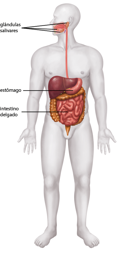 Ilustração da silhueta de uma pessoa, com destaque para alguns órgãos do sistema digestório. Destaque para: as glândulas salivares, pequenas formas arredondadas, localizadas na parte inferior da boca e abaixo do ouvido; em seguida um órgão com formato de um longo tubo vertical, que se estende do pescoço até o abdômen. Na região do abdômen, há um órgão com forma triangular com as extremidades arredondadas; logo abaixo, o estômago, com formato cilíndrico e curvo. Em seguida, localizado abaixo do estômago, um tubo largo e curto, abaixo está o intestino delgado, tubo longo e fino enrolado. Na região pélvica, há um canal vertical e curto.