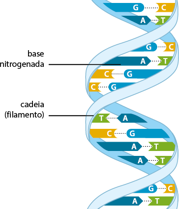 Ilustração de duas fitas verticais entrelaçadas denominada cadeia (filamento). As fitas são ligadas por formas geométricas indicadas por letras, denominada base nitrogenada, em que suas extremidades se encaixam. Há pontilhados entre as formas. A letra G tem a extremidade arredondada que encaixa na extremidade côncava da letra C. A letra A tem a extremidade com formato de seta que encaixa na extremidade em formato de v da letra T. As fitas formam quatro voltas. Na parte superior, na primeira volta, estão as formas das letras G e C, seguida por A e T. Na segunda volta, estão as formas das letras G e C, A e T, C e G e, C e G. Na terceira, estão as letras T e A, C e G, A e T e, A e T. E na quarta volta, estão as formas das letras G e C e, A e T.