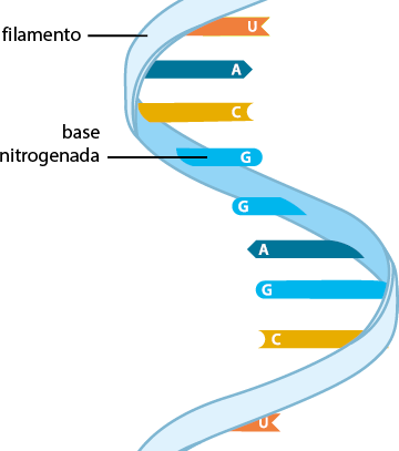 Ilustração de uma fita vertical, denominada filamento, que está torcida. A fita forma três voltas. Ligada ao filamento, há estruturas geométricas, denominada base nitrogenada, indicadas por letras. A letra U apresenta extremidade em formato de v, a letra A apresenta extremidade em formato de seta, a letra C apresenta extremidade côncava e, a letra G apresenta extremidade arredondada. Na primeira volta, na parte superior, estão as formas das letras U, A, C e G. Na segunda volta, estão as formas das letras G, A, G e C. E na terceira volta, a forma da letra U.