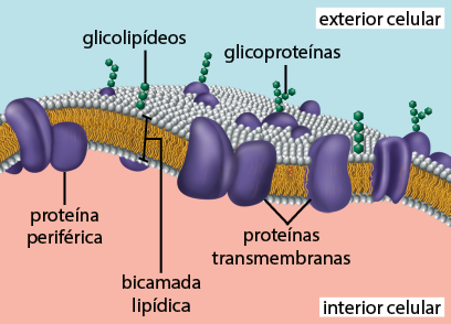 Ilustração da membrana plasmática em corte, formada por uma camada superior e inferior de pequenas esferas. Unindo as camadas, há estruturas cilíndricas finas e, a junção destas estruturas é denominada bicama lipídica. A parte acima da camada superior é nomeada como exterior celular e abaixo da camada inferior, é denominada interior celular. Atravessando a bicama lipídica do exterior celular para o interior celular, estão as proteínas transmembranas, que são estruturas ovaladas. No exterior celular, em cima das proteínas transmembranas, há pequenas bolinhas empilhadas, chamadas glicoproteínas. Na camada exterior também em contato com a camada superior, há bolinhas empilhadas denominadas glicolipídeos. Entre a camada inferior da bicamada lipídica e o interior celular, há estruturas ovais chamadas proteína periférica.