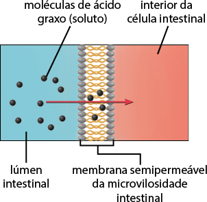 Ilustração de um esquema retangular dividido em três partes. Ao centro está a membrana semipermeável da microvilosidade intestinal, uma estrutura composta por duas fileiras verticais de pequenas esferas ligadas por uma estrutura de pequenos círculos conectados, semelhante a uma corrente. Ao lado esquerdo da membrana, está o lúmen intestinal, com o fundo em coloração azul, com 10 pequenas esferas pretas, denominadas moléculas de ácido graxo (soluto). Em meio a membrana semipermeável, há 4 pequenas esferas pretas. Ao lado direito da membrana semipermeável, está o interior da célula intestinal, com o fundo com coloração avermelhada. Há uma seta partindo do lúmen intestinal em direção ao interior da célula do lúmen intestinal.