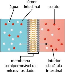 Ilustração de um esquema retangular dividido em três partes. No centro está a membrana semipermeável da microvilosidade. Ao lado esquerdo dela está o lúmen intestinal, com 6 pequenas esferas vermelhas denominadas soluto e 10 pequenas esferas brancas denominadas água. Ao lado direito da membrana semipermeável, está o interior da célula intestinal, com 9 pequenas esferas vermelhas e 3 pequenas esferas brancas. Há uma seta partindo de uma pequena esfera branca no lúmen intestinal em direção ao interior da célula intestinal.