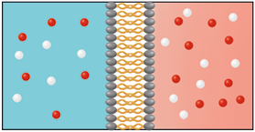 Ilustração de um esquema retangular dividido em três partes como no esquema anterior. Ao lado esquerdo da membrana, no lúmen intestinal, há 6 pequenas esferas vermelhas e 5 pequenas esferas brancas. Ao lado direito da membrana semipermeável, no interior da célula intestinal há 9 pequenas esferas vermelhas e 8 pequenas esferas brancas.