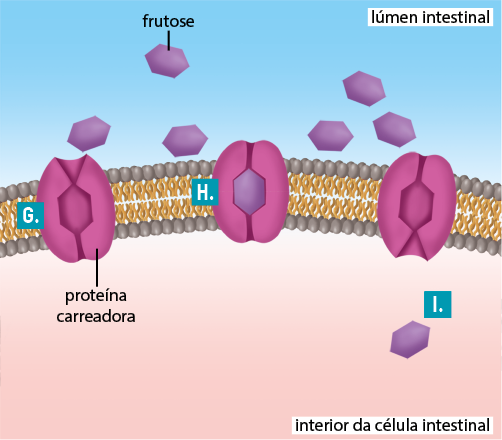 Ilustração da membrana plasmática ao centro, formada por uma camada superior e inferior de pequenas esferas e, unindo as camadas, pequenas estruturas circulares. A parte acima da membrana plasmática é denominada lúmen intestinal e a inferior, de interior da célula intestinal. No lúmen intestinal, há estruturas com formato de hexágonos, denominadas frutose. Atravessando a membrana plasmática, do lúmen intestinal para o interior na célula intestinal, está a proteína carreadora, uma estrutura com formato ovalado, com uma abertura na parte superior, na região central, um espaço em formato de hexágono e, uma abertura na parte inferior. A proteína carreadora à esquerda, está indicada pela letra G e está com a abertura superior em formato da letra V e há uma frutose, no lúmen intestinal, próxima a essa abertura. Em seguida, indicada por H, está uma proteína carreadora, com uma frutose encaixada na sua região central. À direita, há uma proteína carreadora com a abertura na parte inferior em formato de V e, há uma indicação da letra I em uma frutose no interior da célula intestinal.