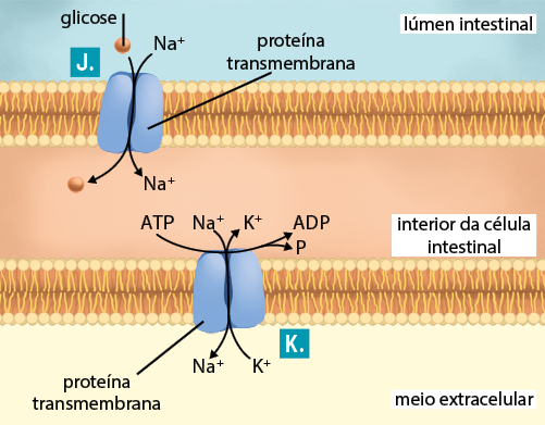 Esquema ilustrativo com a região superior identificada por lúmen intestinal. Abaixo há uma camada da membrana plasmática formada por uma camada superior e uma camada inferior de pequenas esferas e, unindo-as, a filamentos. Abaixo da camada da membrana plasmática, está o interior da célula intestinal e, em seguida, há outra camada da membrana plasmática. Na parte inferior desta, o é denominado meio extracelular. Há uma proteína transmembrana, atravessando a camada da membrana plasmática superior e uma atravessando a membrana plasmática inferior. A proteína transmembrana é uma estrutura ovalada, com uma abertura na parte superior, um espaço na região central e uma abertura inferior. No lúmen intestinal há a indicação da letra J, com uma seta indicando a entrada da glicose, uma esfera, e do grupo N A mais, pela abertura superior da proteína transmembrana até o interior da célula intestinal. No interior da célula intestinal há uma seta partindo de A T P e bifurcando em A D P e P. Há uma seta indicando a entrada de N A mais pela abertura superior da proteína transmembrana até o meio extracelular. No meio extracelular, há uma indicação da letra K e, uma seta indicando a entrada de K mais pela abertura inferior da proteína transmembrana até o interior da célula intestinal.