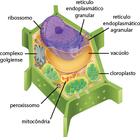 Ilustração em recorte do interior de uma célula vegetal. No centro, está o núcleo, estrutura esférica com um corte. Ao redor do núcleo, está o retículo endoplasmático granular, composto de formas alongadas e curvadas e, o retículo endoplasmático agranular, com filamentos cilíndricos e curvos. Na superfície do retículo endoplasmático granular e do núcleo há pequenas bolinhas denominadas ribossomo. Próximo ao núcleo, está o complexo golgiense, uma estrutura composta de formas achatadas que são empilhadas e alongadas. A frente do retículo endoplasmático granular, está o vacúolo, uma estrutura com formato alongado e curvado, semelhante a um balão. Próximo ao vacúolo, está a mitocôndria, uma estrutura ovalada e comprida, com uma membrana interna em formato ondulado. Ao lado da mitocôndria, está o peroxissomo, uma estrutura com o formato de uma esfera com uma bolinha ao centro e, o cloroplasto, estrutura com formato ovalado com pequenas estruturas arredondadas empilhadas dentro.