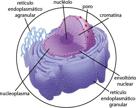 Ilustração de recorte do interior de uma célula animal. Em destaque, está circulado o núcleo, uma estrutura esférica com um corte, onde há uma esfera dentro, denominada nucléolo, deste partem filamentos, a cromatina. Na parte interior do núcleo, há uma estrutura plana denominada de nucleoplasma. Envolvendo o núcleo, há uma camada nomeada de envoltório nuclear e, na superfície externa do núcleo, há pequenas esferas denominadas poro. No entorno do núcleo, está o retículo endoplasmático granular, composto de formas alongadas e curvadas, com pequenas bolinhas em sua superfície e, o retículo endoplasmático agranular, com filamentos cilíndricos curvos.
