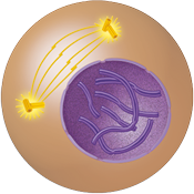 Ilustração de uma esfera e no seu interior, duas estruturas compostas de pequenos tubos, com o formato da letra T, entre eles, 4 linhas curvas e, abaixo, uma estrutura circular com filamentos curvos.