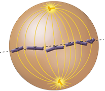 Ilustração de uma esfera com duas estruturas compostas de pequenos tubos, com o formato da letra T, localizados nas extremidades e, entre eles, dez linhas curvas verticais. Na região central há uma esfera e uma linha reta tracejada na horizontal e, em cada linha curva, há estruturas em pares com formato tubular, sobrepostas ou em formato da letra V.