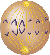 Ilustração de uma esfera achatada com duas estruturas compostas de pequenos tubos, com o formato da letra T nas extremidades. Entre elas, há linhas curvas verticais saindo das duas extremidades, algumas linhas se conectam de um lado ao outro, enquanto outras não e tem em suas extremidades uma estrutura em formato da letra V.