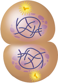 Ilustração de uma estrutura com formato oval com a parte central estreita. Nas extremidades superior e inferior, há duas estruturas compostas de pequenos tubos, com o formato da letra T. Na parte superior e inferior da estrutura, há uma estrutura arredonda e dentro dela filamentos que se sobrepõem e estruturas circulares de diferentes tamanhos no entorno.