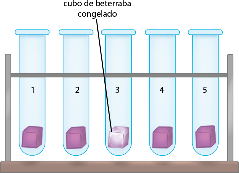 Ilustração de um suporte com 5 tubos de ensaio numerados de 1 a 5 da esquerda para direita. Dentro de cada tubo há um cubo de coloração roxa. No tubo 3 o cubo tem a coloração roxa com a superfície branca e, a indicação de cubo de beterraba congelado.