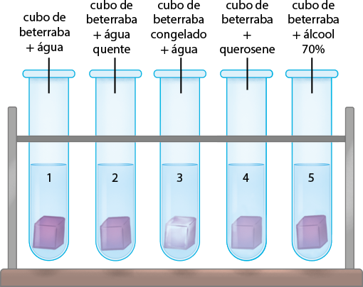 Ilustração de um suporte com 5 tubos de ensaio numerados de 1 a 5 da esquerda para direita. Dentro de cada tubo há um cubo de coloração roxa e um líquido incolor. No tubo 1 a indicação de cubo de beterraba mais água; tubo 2 cubo de beterraba mais água quente; no tubo 3 o cubo tem a coloração roxa com a superfície branca e a indicação de cubo de beterraba congelado mais água; no tubo 4 a indicação de cubo de beterraba mais querosene e, no tubo 5 a indicação de cubo de beterraba mais álcool 70 por cento.