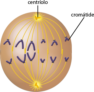 Ilustração de uma esfera com duas estruturas nas extremidades superior e inferior, compostas de dois pequenos tubos, o centríolo, com o formato da letra T. Entre elas, há linhas curvas verticais saindo das duas extremidades, algumas linhas se conectam de um lado ao outro, enquanto outras não e tem em suas extremidades uma estrutura em formato da letra V denominada cromátide.