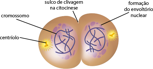 Ilustração de uma estrutura com formato oval e a parte central estreita, essa região é denominada sulco de clivagem na citocinese. Nas extremidades, há duas estruturas compostas de pequenos tubos, o centríolo, com o formato da letra T. Na região à direita e esquerda da estrutura, há estruturas arredondadas com a indicação de formação do envoltório nuclear e, dentro delas filamentos, os cromossomos, que se sobrepõem e há estruturas circulares de diferentes tamanhos no entorno.