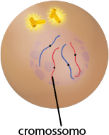 Ilustração de uma esfera com duas estruturas compostas de pequenos tubos com o formato da letra T na extremidade superior. Na região central, há uma estrutura arredonda e, dentro dela, há quatro filamentos finos com uma pequena esfera ao centro, dois de coloração azul e dois de coloração vermelha, com a indicação de cromossomo. Há estruturas circulares de diferentes tamanhos no entorno.