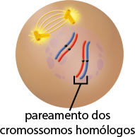 Ilustração de uma esfera com duas estruturas compostas de pequenos tubos com o formato da letra T na extremidade superior, entre elas, quatro linhas curvas. Na região central, há uma estrutura arredonda e, dentro dela, há quatro filamentos espessos com uma pequena esfera ao centro, dois de coloração azul e dois de coloração vermelha. Os filamentos estão em duplas, um filamento com coloração azul junto a um filamento de coloração vermelha, com a indicação de pareamento dos cromossomos homólogos. Há estruturas circulares de diferentes tamanhos no entorno.