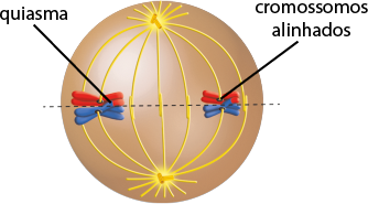 Ilustração de uma esfera com duas estruturas compostas de pequenos tubos com o formato da letra T, localizados nas extremidades superior e inferior e, entre elas, há sete linhas curvas na vertical. Na região central da esfera há uma linha reta horizontal tracejada e, em duas linhas, há um par de estrutura em formato da letra X, um azul e um vermelho, com a indicação de cromossomos alinhados. Os braços dos cromossomos azuis e vermelhos se cruzam formando a região indicada como quiasma.
