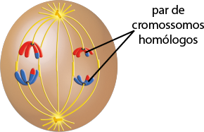 Ilustração de uma esfera com duas estruturas compostas de dois pequenos tubos, com o formato da letra T nas extremidades verticais. Entre elas, há linhas curvas verticais saindo das duas extremidades, algumas linhas se conectam enquanto outras não tem na extremidade de suas metades, pares de estruturas em formato da letra V, denominados par de cromossomos homólogos. Há dois pares de cromossomos homólogos com coloração vermelha e com extremidade de um dos braços com coloração azul e dois pares com coloração azul e a extremidade de um dos braços com coloração vermelha.