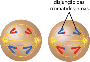 Ilustração de duas esferas, em cada uma há pequenos tubos com o formato da letra T, localizados nas extremidades laterais e, entre eles, há sete linhas curvas horizontais. Algumas linhas se conectam de um lado ao outro, enquanto outras não se conectam e tem em suas metades, nas extremidades, estruturas de igual coloração em formato da letra V, denominadas disjunção das cromátides-irmãs. Em uma esfera tem duas cromátides-irmãs maiores com coloração azul, em uma delas a extremidade de um dos braços tem coloração vermelha e outras duas menores com coloração vermelha e, em uma delas a extremidade de um dos braços com coloração azul. Na outra esfera duas cromátides-irmãs maiores tem coloração vermelha e, em uma delas a extremidade de um dos braços com coloração azul, a outra menor com coloração azul com a extremidade de um dos braços com coloração vermelha.