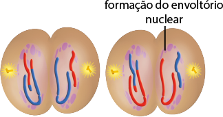 Ilustração de duas estruturas com formato oval e a parte central estreita. Em cada uma delas, nas extremidades laterais há duas estruturas compostas de pequenos tubos, com o formato da letra T. Na região à direita e esquerda de cada estrutura oval, há uma estrutura arredondada, com a indicação de formação do envoltório nuclear e dentro de cada uma, dois filamentos, um maior e um menor. Em uma das estruturas ovais, na estrutura arredonda à esquerda, há um filamento mais longo com coloração azul e a extremidade com coloração vermelha e o outro menor com coloração vermelha com a extremidade com coloração azul. Na estrutura arredondada à direita há um filamento mais longo azul e um mais curto vermelho. Na outra estrutura oval, na estrutura arredonda à esquerda, há um filamento mais longo com coloração vermelha e a extremidade com coloração azul e o outro menor com coloração azul com a extremidade com coloração vermelha. Na estrutura arredondada à direita há um filamento mais longo vermelho e um mais curto azul. Há estruturas circulares de diferentes tamanhos no entorno.