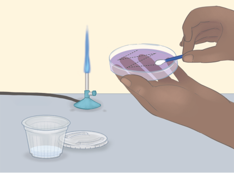 Ilustração de uma mão segurando uma placa de Petri aberta, e em seu interior há o desenho de zigue-zague. A outra mão está segurando um cotonete em contato com a parte interna da placa. Ao lado, há um pequeno recipiente, a tampa da placa de Petri e o bico de Bunsen com chama acesa.