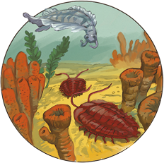 Ilustração do fundo do mar. Há um animal nadando com o corpo cilíndrico e nadadeiras, semelhante a um peixe. No substrato estão dois animais com corpo oval, achatado e segmentado, semelhante a um crustáceo. Nas laterais, há estruturas cilíndricas semelhante as esponjas-do-mar e, algas com aspecto de folhas.