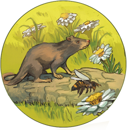 Ilustração de um animal pequeno, quadrúpede, com cauda longa, pelos, orelhas pequenas e focinho comprido, sobre um fragmento de madeira. No entorno, há vegetação com flores e abelha.