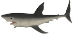 Ilustração de um tubarão, animal com uma nadadeira na região dorsal mais longa e uma nadadeira na região caudal mais afilada. A região do focinho é achatada com formato retangular. A coloração é escura na parte superior e clara na parte inferior.