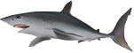 Ilustração de um tubarão, animal com uma nadadeira na região dorsal mais fina e uma nadadeira na região caudal com formato da letra C. A região do focinho é mais fina e pontiaguda. A coloração é escura na parte superior e clara na parte inferior.