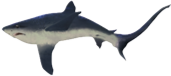 Ilustração de um tubarão, animal com uma nadadeira caudal mais fina e longa. A região do focinho é mais achatada. A coloração é escura na parte superior e clara na parte inferior.