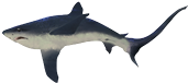 Ilustração de um tubarão, animal com uma nadadeira caudal mais fina e longa. A região do focinho é mais achatada. A coloração é escura na parte superior e clara na parte inferior.