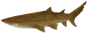 Ilustração de um tubarão, animal com uma nadadeira na região dorsal pequena e a nadadeira na região caudal longa. A região do focinho é mais afinada e pontiaguda. Tem coloração escura em tom de marrom com pequenas manchas pretas.